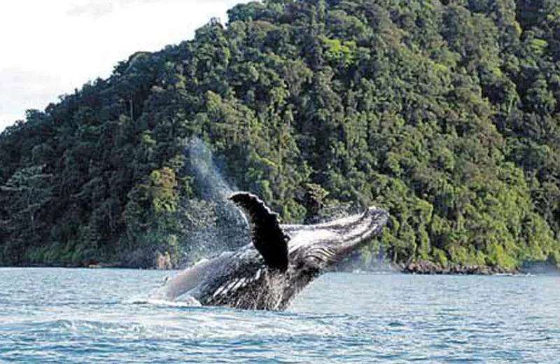 Sighting of a vallenato playing near Gorgona Island.