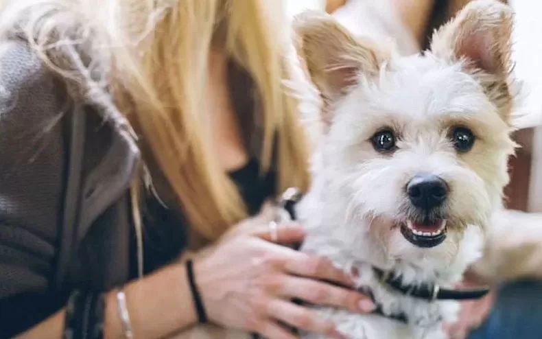 Tips for traveling with your dog. Viewer Travel