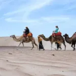 Paseos en Camellos en Ica, Perú